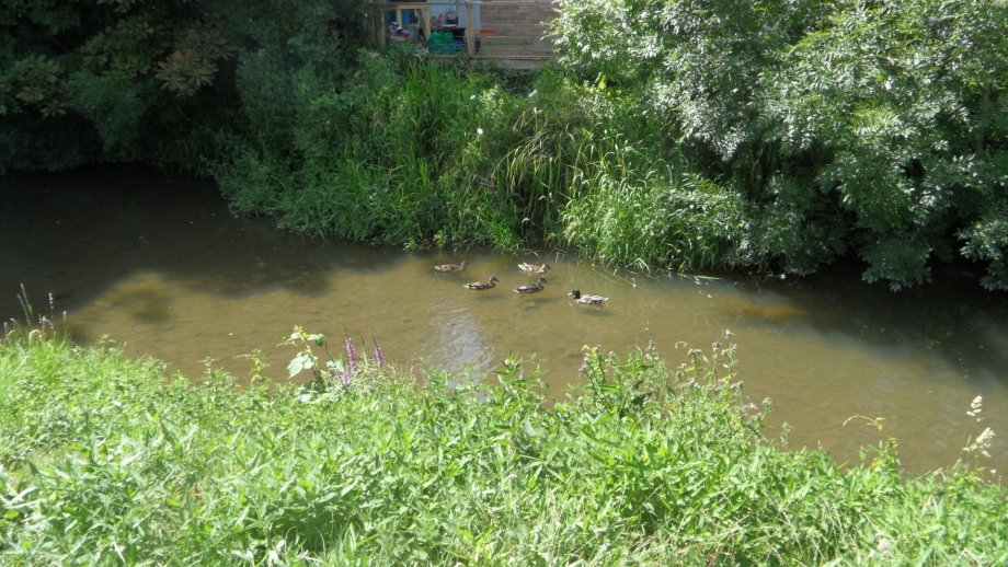 The ducks of Shefford