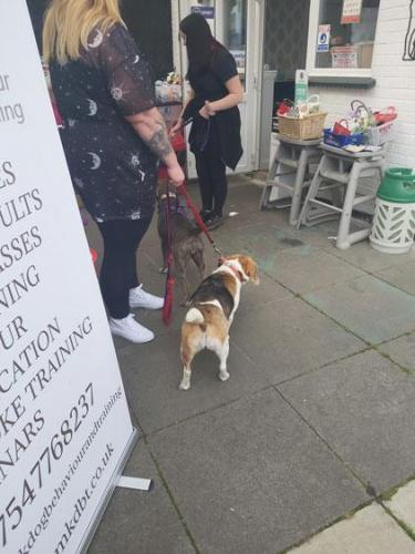 Dog Show at The Railway Steamer